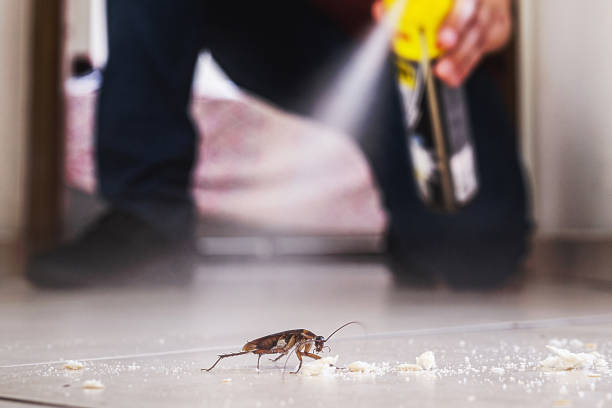 Trusted Elverta, CA Pest Control Experts